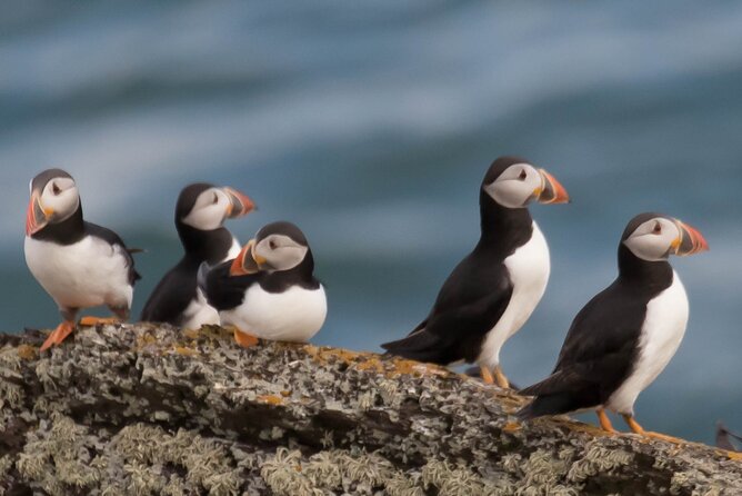 Puffin Boat Trip & Tantallon Castle Day Trip from Edinburgh - Tantallon Castle and its exposed cliff-top setting