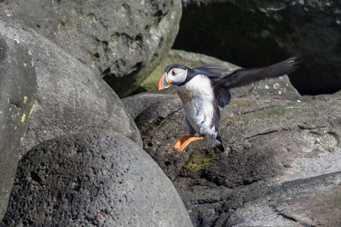 Puffin Cruise with Expert Tour Guide from Reykjavik - What you can realistically see from the boat