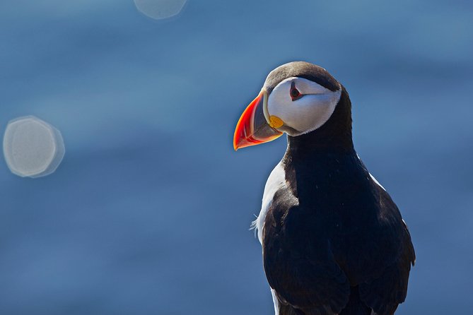 Puffin Cruise with Expert Tour Guide from Reykjavik - Other seabirds and the chance of seeing seals