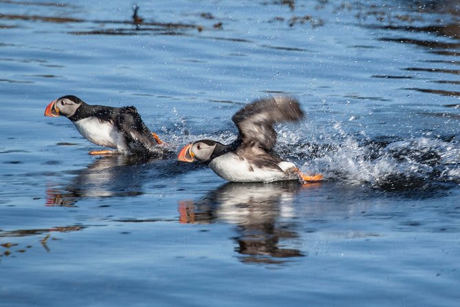 Puffin Cruise with Expert Tour Guide from Reykjavik - The price, the pace, and the value