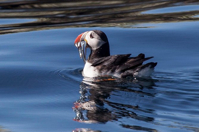 Puffin Cruise with Expert Tour Guide from Reykjavik - Practical advice for the meeting point and boat