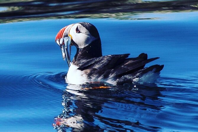 Puffin Express by RIB Speedboat from Reykjavík - A one-hour puffin trip from Reykjavík’s Old Harbour