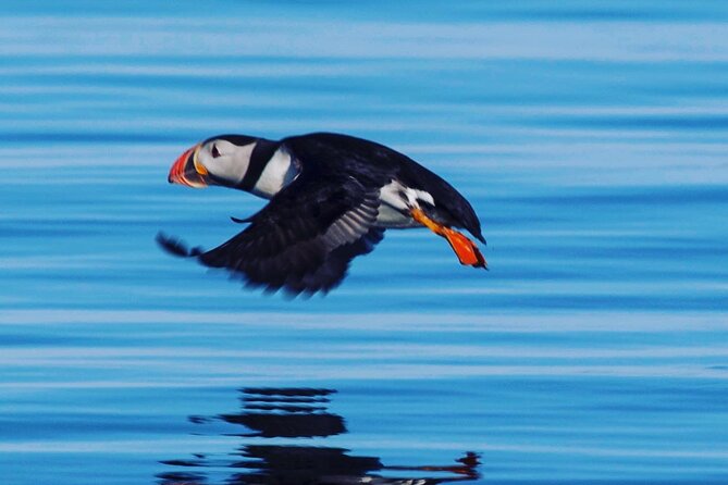 Puffin Express by RIB Speedboat from Reykjavík - Puffins from May through August