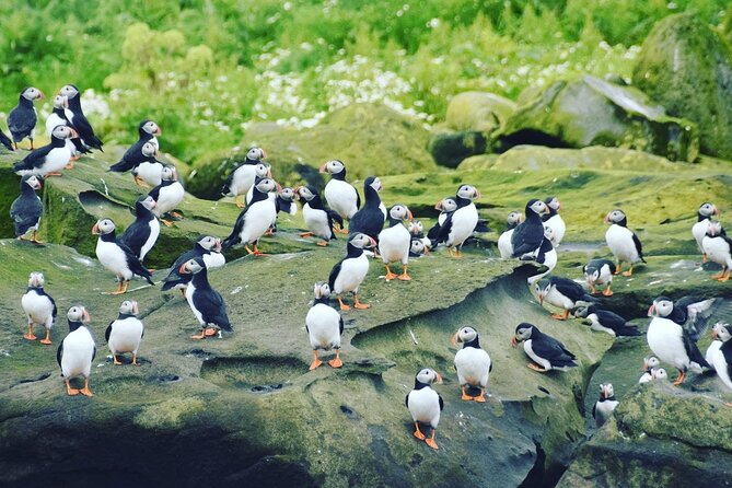 Puffin Express by RIB Speedboat from Reykjavík - Is $85.01 a fair price?