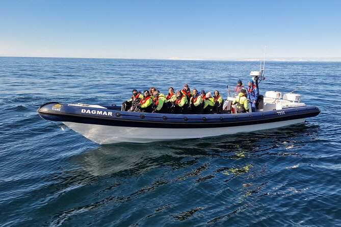 Puffin Express by RIB Speedboat from Reykjavík - Who should book this outing?