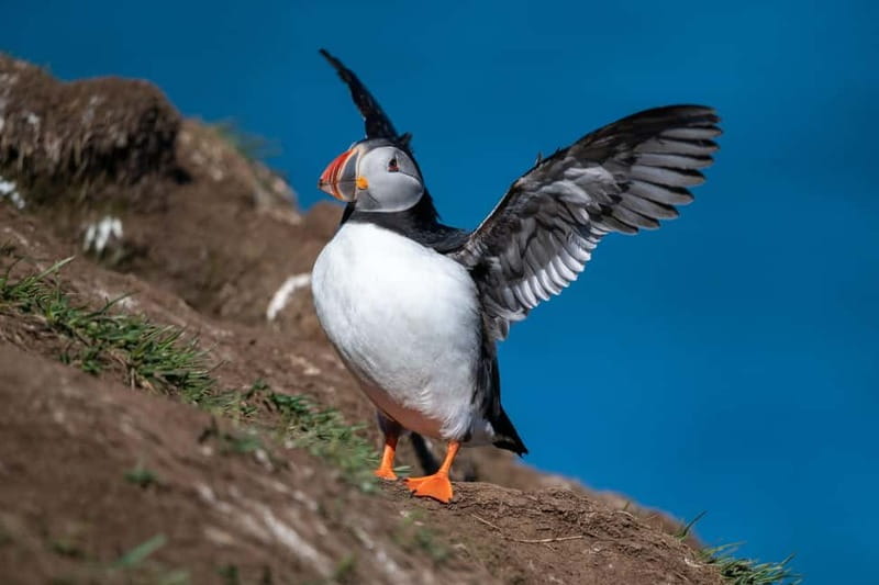 Puffin & Gufufoss Waterfall Tour from Seydisfjordur Port - Key points to know before you go