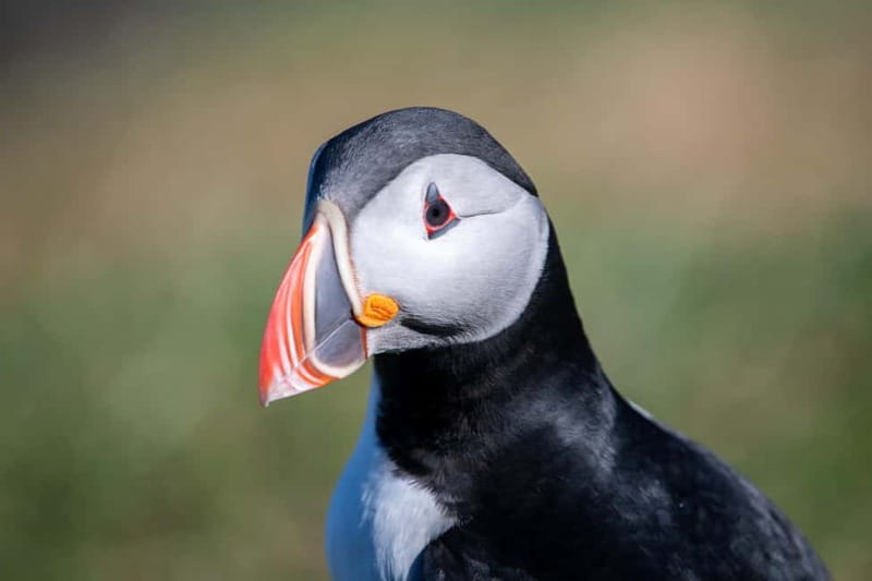 Puffin & Gufufoss Waterfall Tour from Seydisfjordur Port - A scenic ride through East Iceland