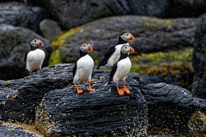 Puffin Jet ski tour in Reykjavík - Warm gear and changing sea conditions