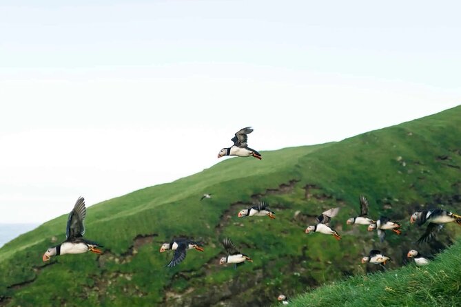 Puffin Safari Boat Tour - Key points to know before you book