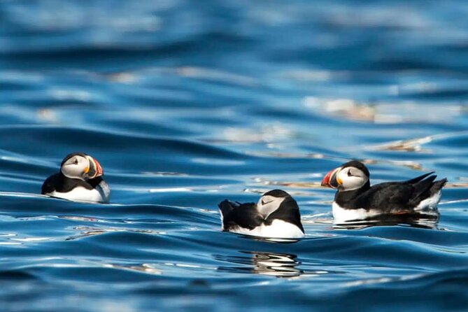 Puffin Safari Boat Tour - Who will get the most from the $160.86 price