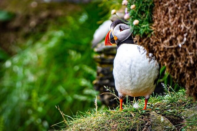 Puffin Tour - Key points to know before booking