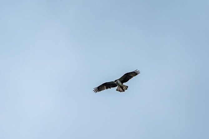 Puffin Tour - Why Duncansby Head is worth your evening