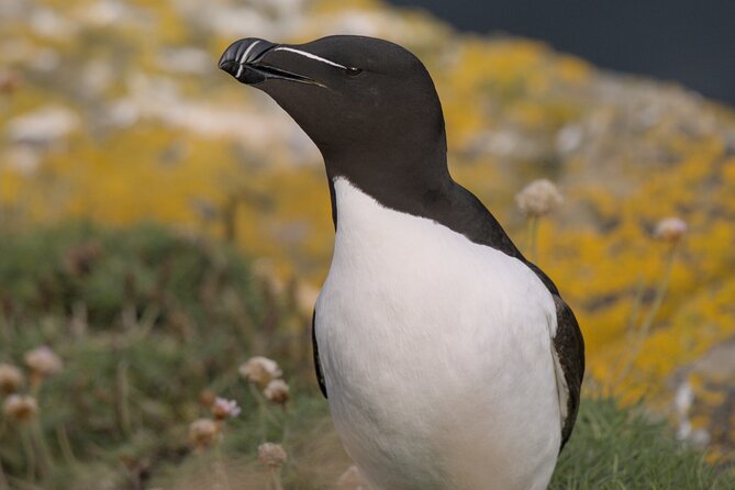 Puffin Tour - The evening departure from Thurso