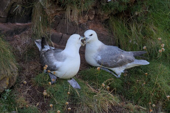 Puffin Tour - What makes Jess a strong guide