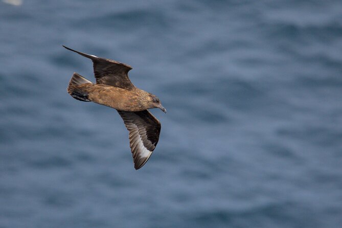 Puffin Tour - The value of $69.35 per person