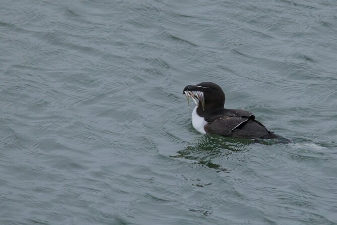 Puffin Tour - Weather, cancellations, and sensible planning