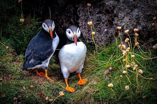 Puffin Tour - A private tour shaped around your group