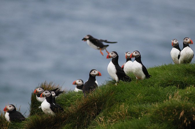 Puffin Watching and Gufufoss Waterfall Tour from Seydisfjordur - Price, group size, and overall value