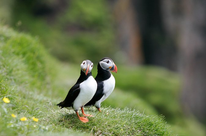 Puffin Watching and Gufufoss Waterfall Tour from Seydisfjordur - Timing, weather, and the puffin calendar