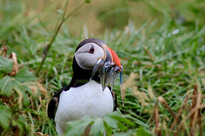Puffin Watching and Gufufoss Waterfall Tour from Seydisfjordur - Hafnarhólmi, the reason to take the tour