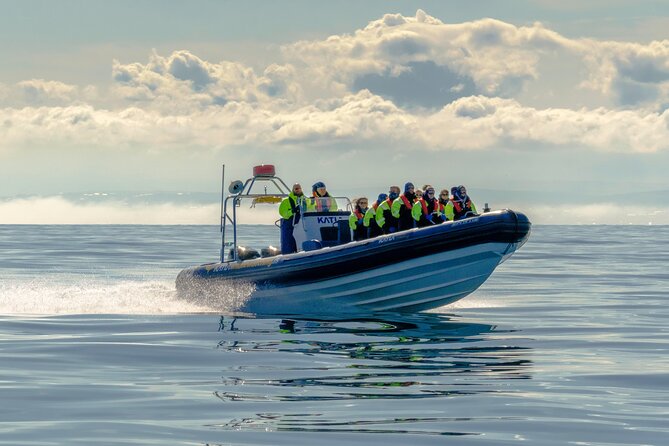 Puffin Watching Speedboat Express - A fast route from Reykjavik’s Old Harbour