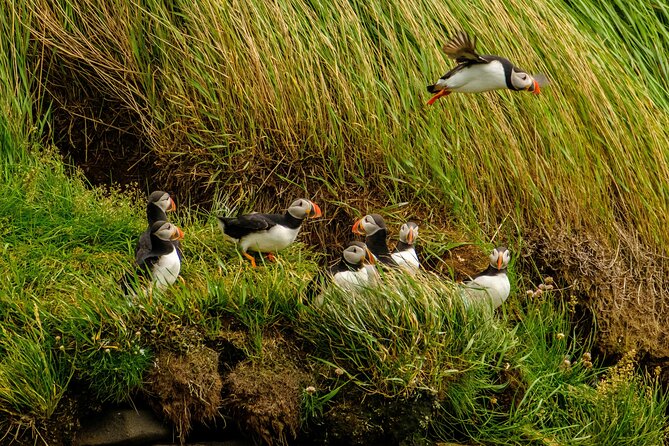 Puffin Watching Speedboat Express - How rough is the RIB ride?