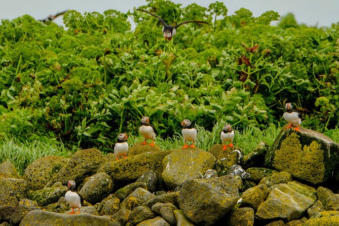 Puffin Watching Speedboat Express - Is $76 a fair price?