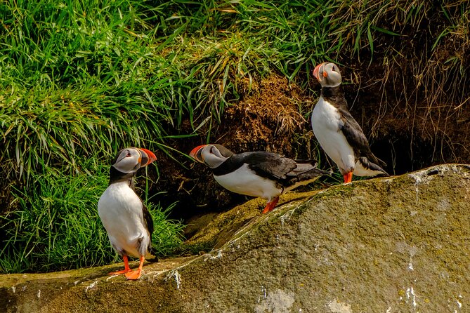 Puffin Watching Speedboat Express - Who will enjoy this trip most?