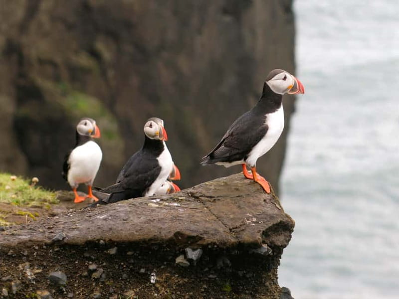Puffin Watching Yacht Cruise from Downtown Reykjavík - Key points to know before sailing