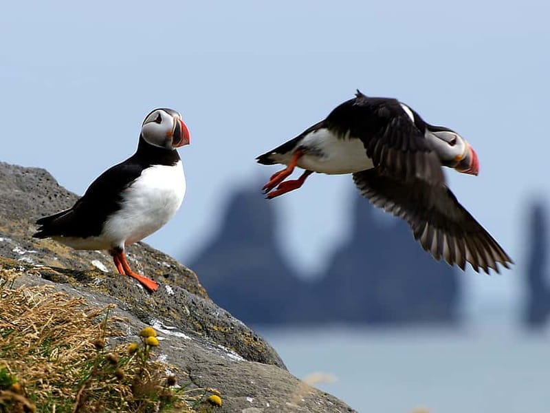 Puffin Watching Yacht Cruise from Downtown Reykjavík - Engey, Lundey, and Viðey: three birdwatching stops