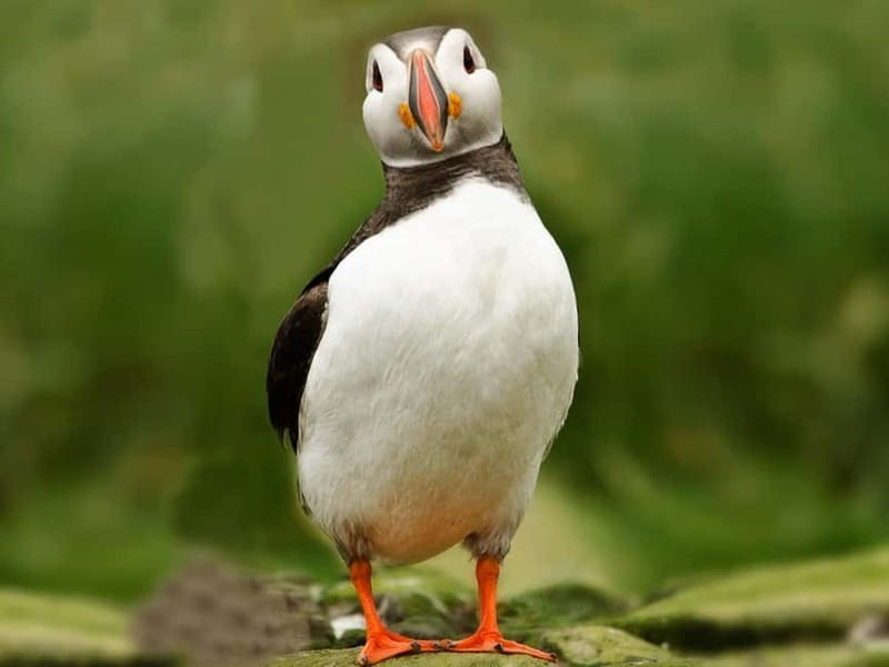 Puffin Watching Yacht Cruise from Downtown Reykjavík - What the guide adds to a one-hour trip
