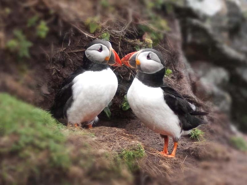 Puffin Watching Yacht Cruise from Downtown Reykjavík - Who will get the most from this cruise
