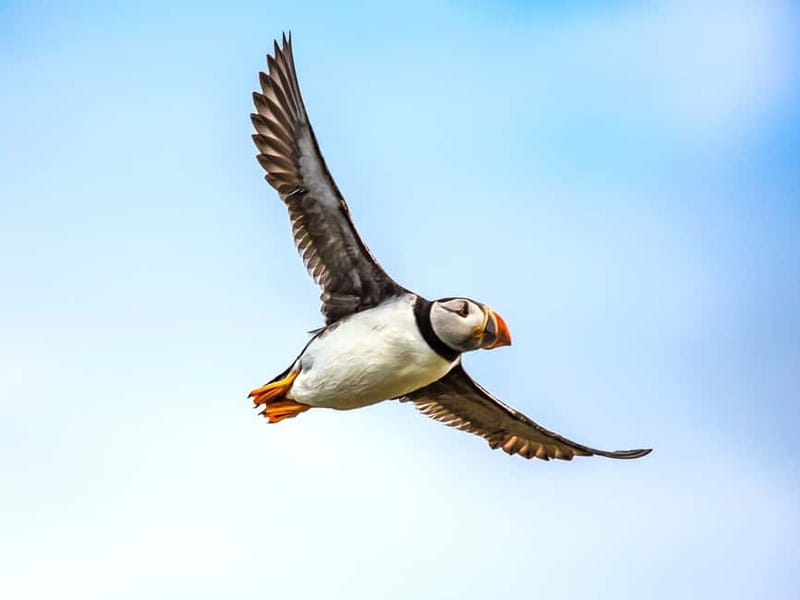Puffin Watching Yacht Cruise from Downtown Reykjavík - The short crossing across Faxaflói Bay
