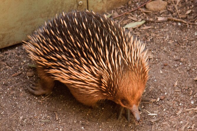 Puffing Billy And Healesville Sanctuary Scenic Tour - A short stop at the Yarra Valley Chocolaterie