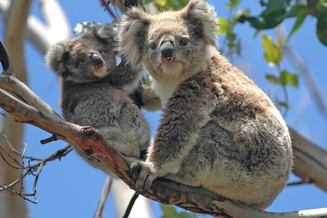 Puffing Billy And Healesville Sanctuary Scenic Tour - Friendly guides help keep a long day comfortable