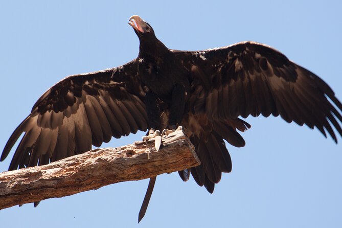 Puffing Billy And Healesville Sanctuary Scenic Tour - Is $163.53 fair value?