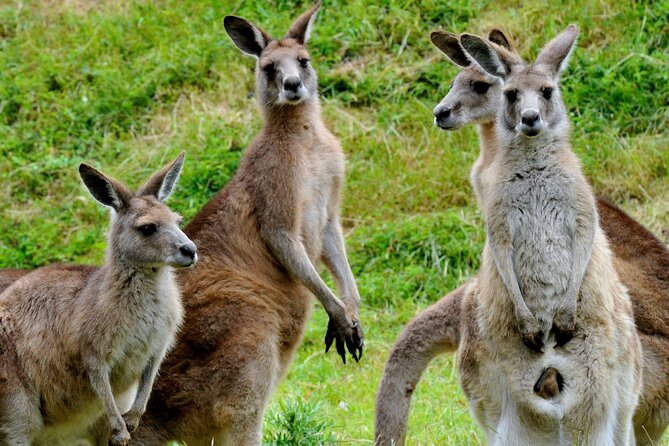 Puffing Billy And Healesville Sanctuary Scenic Tour - Who should book this day trip?