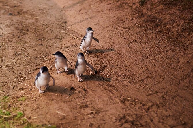 Puffing Billy and Penguin Parade Day Tour From Melbourne - What the $162 price really covers