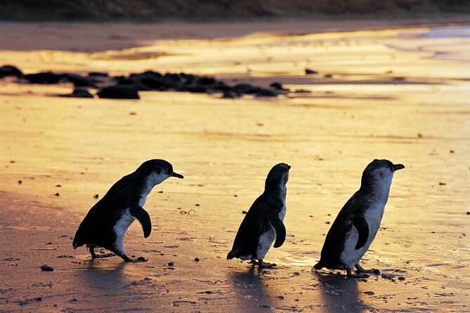 Puffing Billy and Penguin Parade Day Tour From Melbourne - Who will enjoy this day most