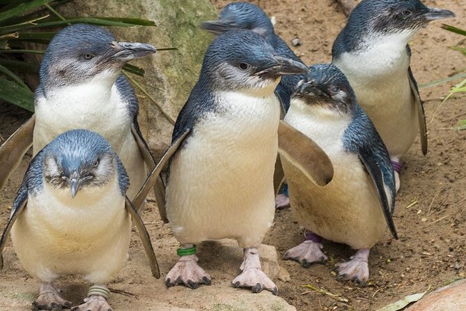 Puffing Billy And Phillip Island Penguin Parade Bus Tour - Who will get the most from this trip