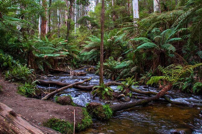 Puffing Billy, Forest Trails and Yarra Valley Discovery Tour - The Yarra Valley finish at Killara Estate