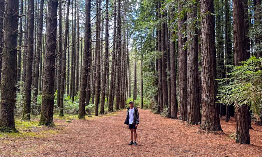 Puffing Billy, Forest Trails & Yarra Valley Discovery Tour - Walking among the Cement Creek redwoods