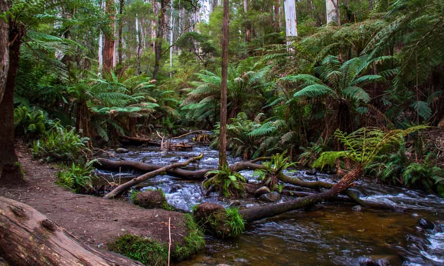 Puffing Billy, Forest Trails & Yarra Valley Discovery Tour - Is $147 a fair price?