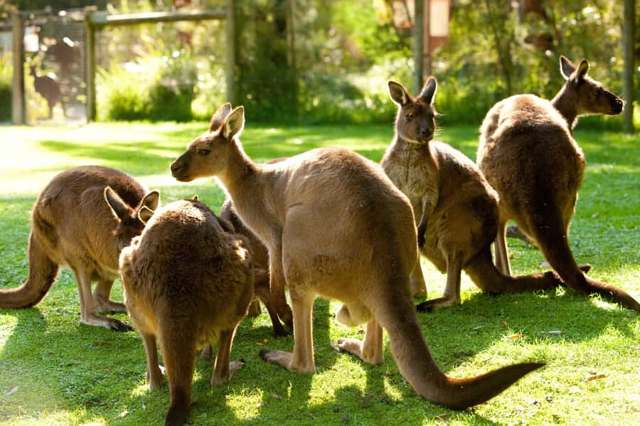 Puffing Billy, Healesville Sanctuary & Chocolatier - Who should book this experience?