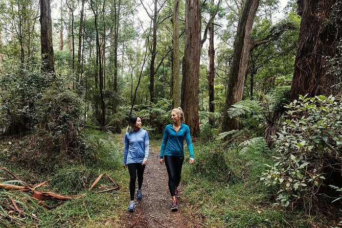 Puffing Billy & Rainforest Tour from Melbourne - Grants Picnic Ground and the first forest walk