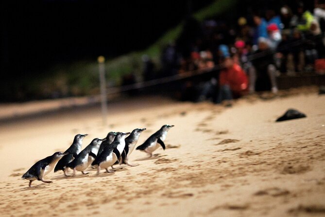 Puffing Billy Steam Train and Penguins Wildlife Tour - The Penguin Parade is the reason to stay late