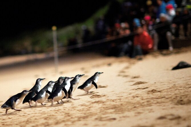Puffing Billy Tour and Penguin Parade from Melbourne - Lakeside and Emerald Lake Park offer a quiet pause