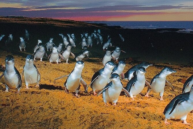 Puffing Billy Train and Phillip Island Penguin Parade Day Tour - Who will enjoy this packed Australian day