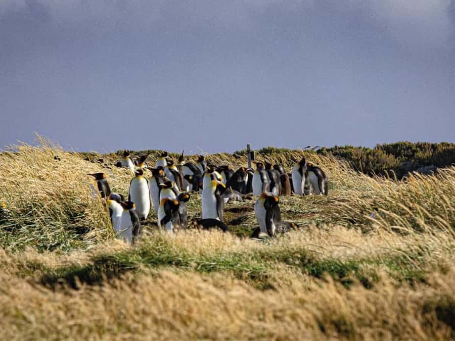 Punta Arenas: Full Day Tierra del Fuego & King Penguins - Why the King Penguins are worth the long day