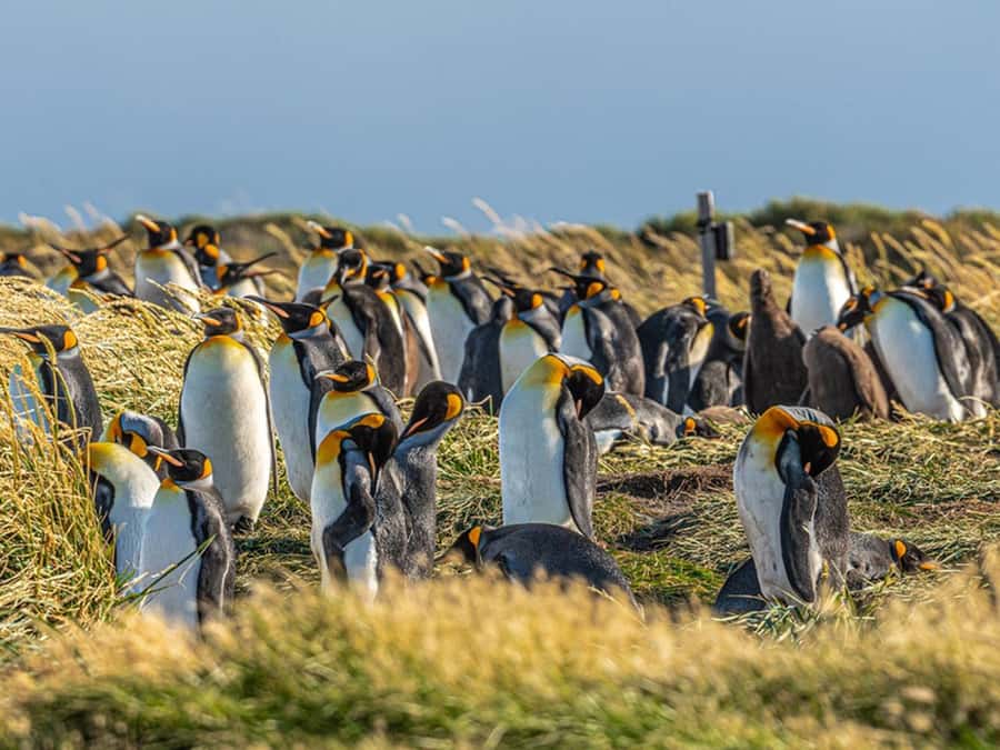 Punta Arenas: Full Day Tierra del Fuego & King Penguins - Is $110 a fair price?